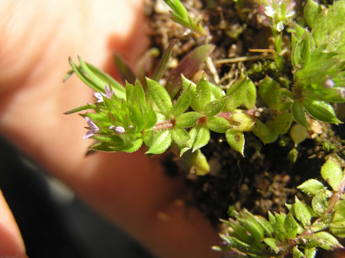 Sherardia arvensis / Toccamano